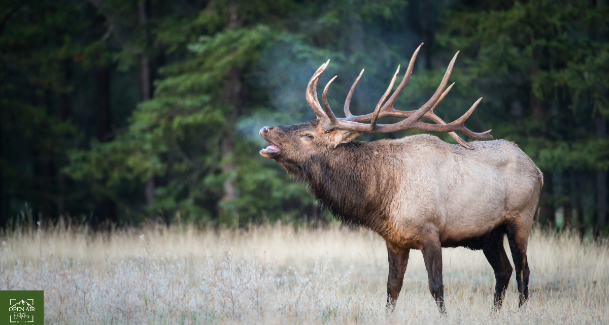 New Mexico Elk Hunting Guide: What You Need to Know for Fall Season