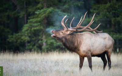 New Mexico Elk Hunting Guide: What You Need to Know for Fall Season