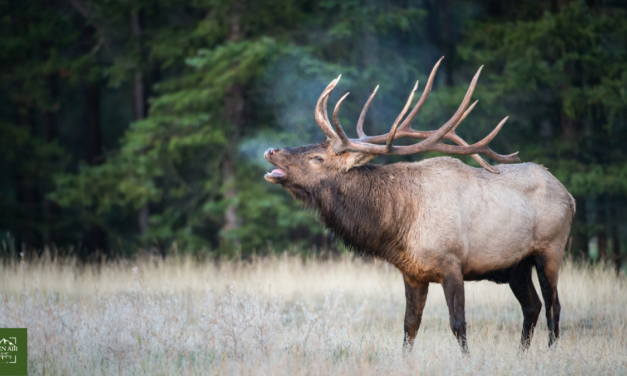 New Mexico Elk Hunting Guide: What You Need to Know for Fall Season